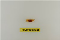 藏品(角眼切腹蟹)的圖片